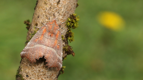 A herald moth resting on a branch