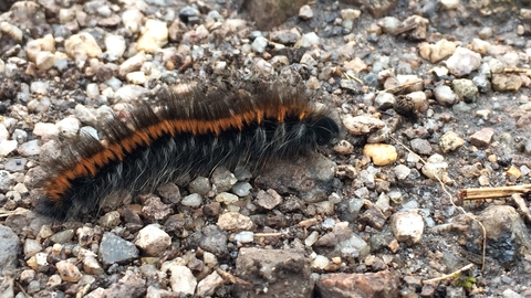 Fox moth caterpillar