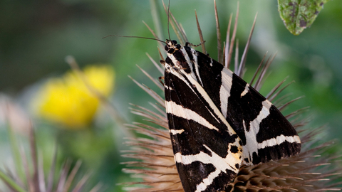 jersey tiger moth