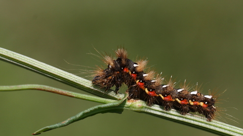 The caterpillar of a knot grass moth, crawling along a plant stem