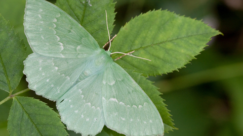 A large emerald moth resting on a leaf