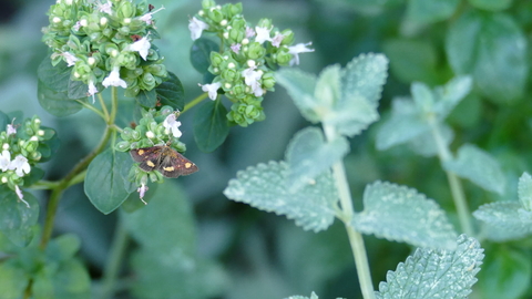 Mint moth on wild marjoram