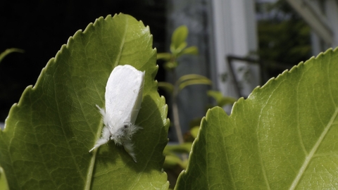 A fluffy, white brown-tail moth resting on a leaf