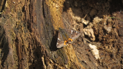 Orange underwing