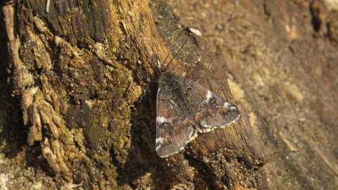 Orange underwing