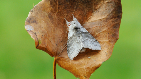 A pale tussock moth rests on a dead leaf, its fluffy legs held out in front of its body.