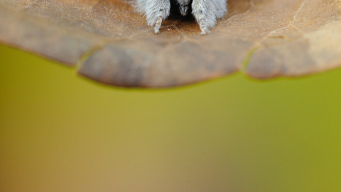 A pale tussock moth rests on a dead leaf, its fluffy legs held out in front of its body.