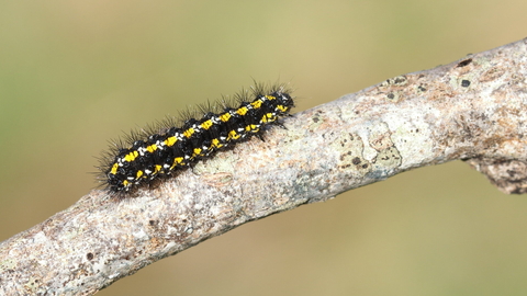 A scarlet tiger caterpillar, black with yellow stripes, crawling across a tree branch