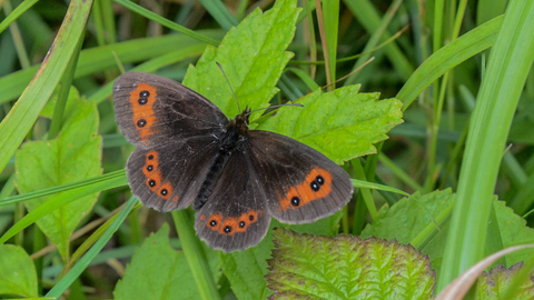 A Scotch argus butterfly resting on a leaf, its brown wings open showing the orange patches and black-bordered white spots