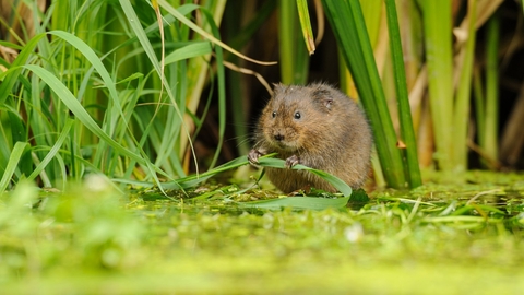 water vole wildlife trust