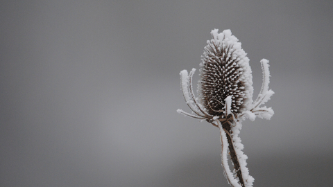 Teasel in frost