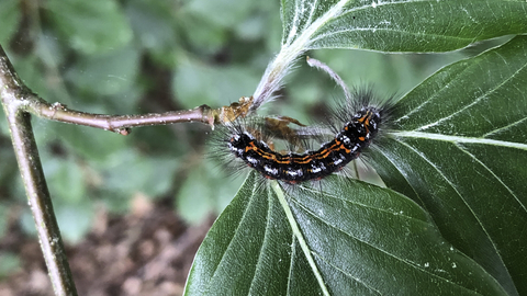 The caterpillar of a yellow-tail moth, feeding on leaves