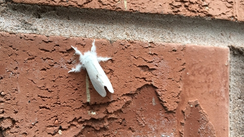 A yellow-tail moth resting on a brick wall