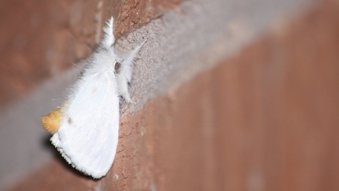 A yellow-tail moth resting on a brick wall, its abdomen curled up to reveal the distinctive yellow tail