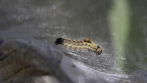 A very young brown-tail moth caterpillar on the silk web in which they live communally