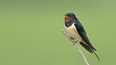 Swallow