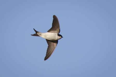 House martin flying