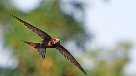 Swallow flying