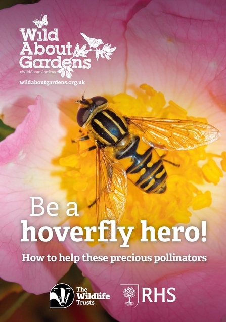 The cover of the booklet, showing a footballer hoverfly on a pink flower