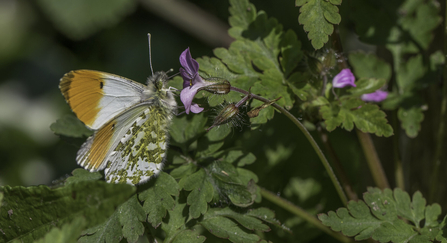 orange tip