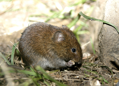 Bank vole