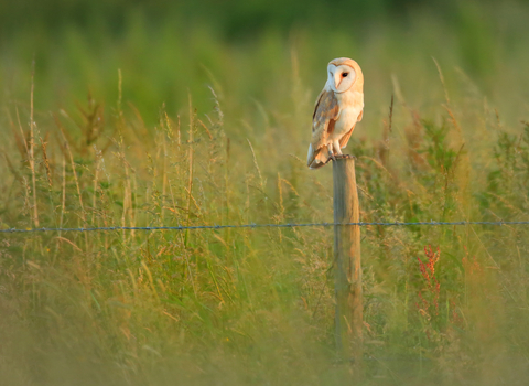 Barn owl perched