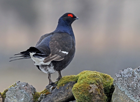 Male black grouse