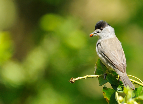 Blackcap male