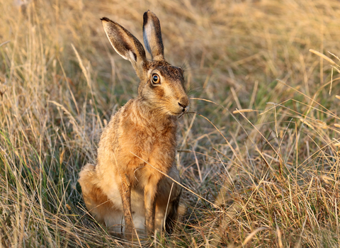 Brown hare