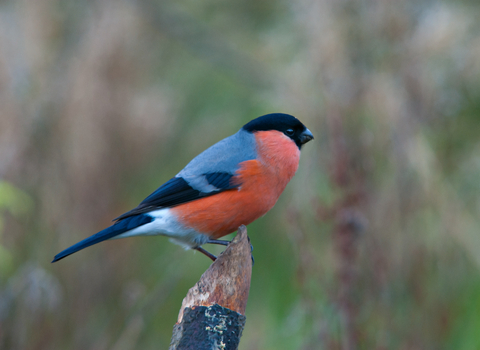 Bullfinch