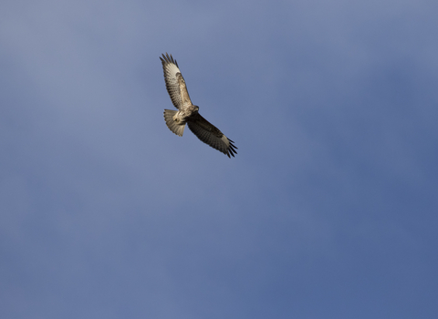 Common buzzard in flight