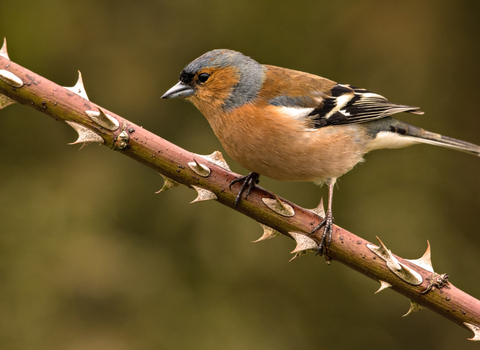 Chaffinch male