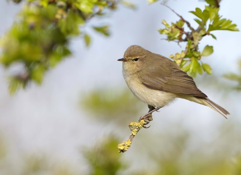 Chiffchaff