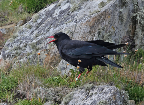 Chough