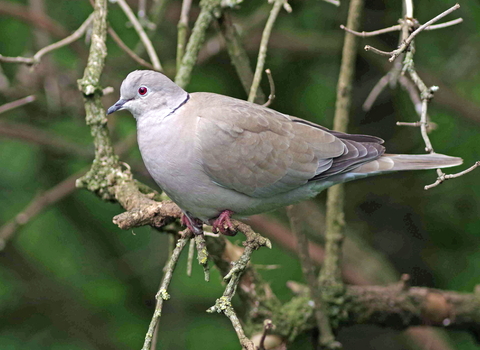 Collared dove