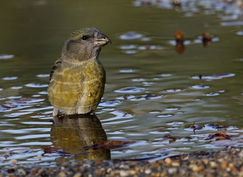 Crossbill