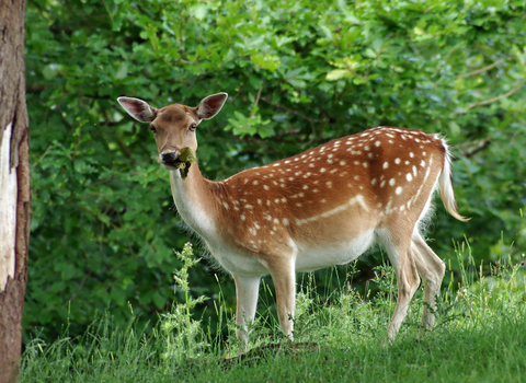 Fallow deer