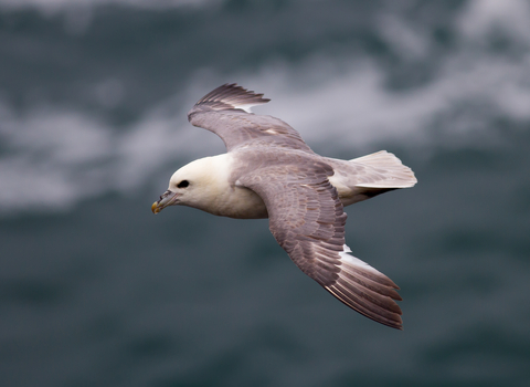 Fulmar