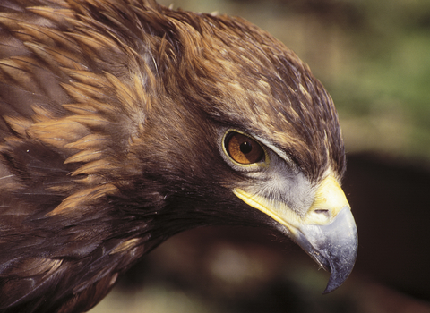 Golden eagle