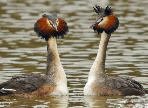 Great Crested Grebe