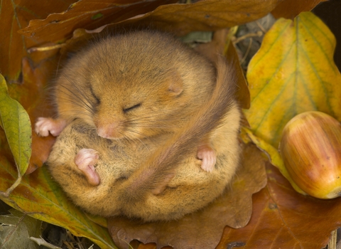 Hazel dormouse