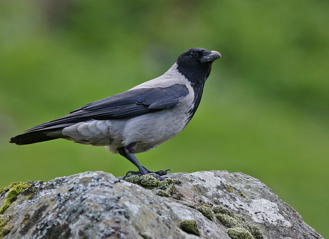 Hooded Crow