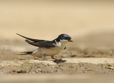 House martin