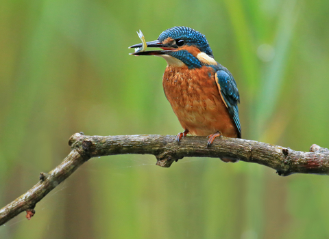 Kingfisher