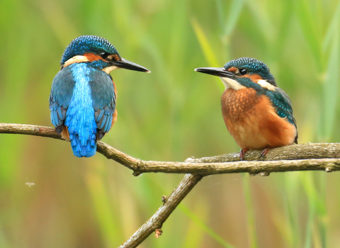 Kingfishers