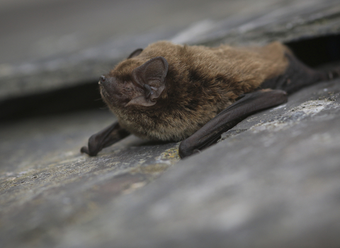 Leisler's bat