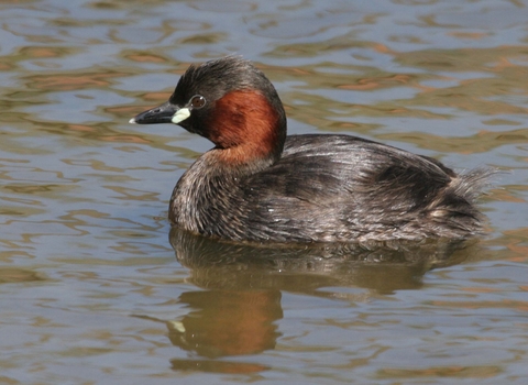 Little Grebe