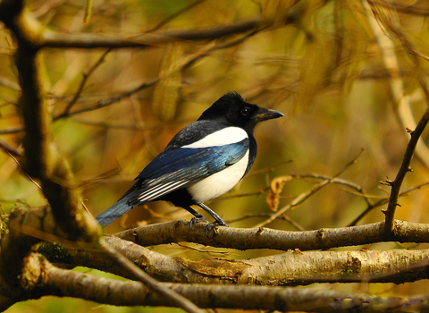 Magpie