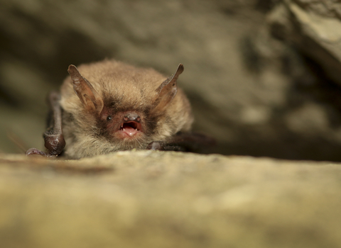 Natterer's bat