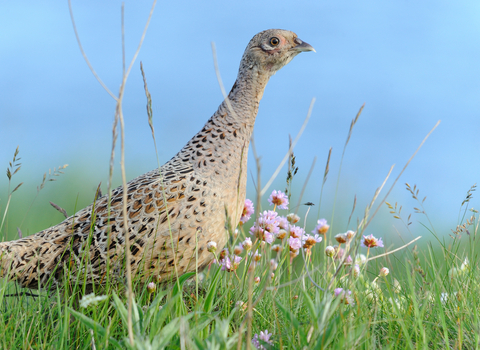 Pheasant female